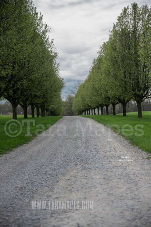 Gravel Path Portrait $1 Digital Background Backdrop by Tara Mapes