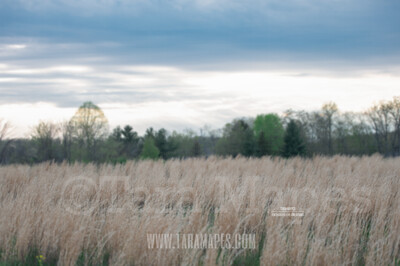 Spring Field  $1 Digital Background Backdrop by Tara Mapes