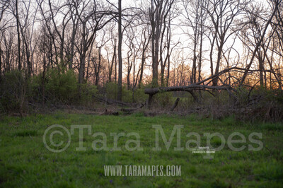 Forest Clearing $1 Digital Background Backdrop