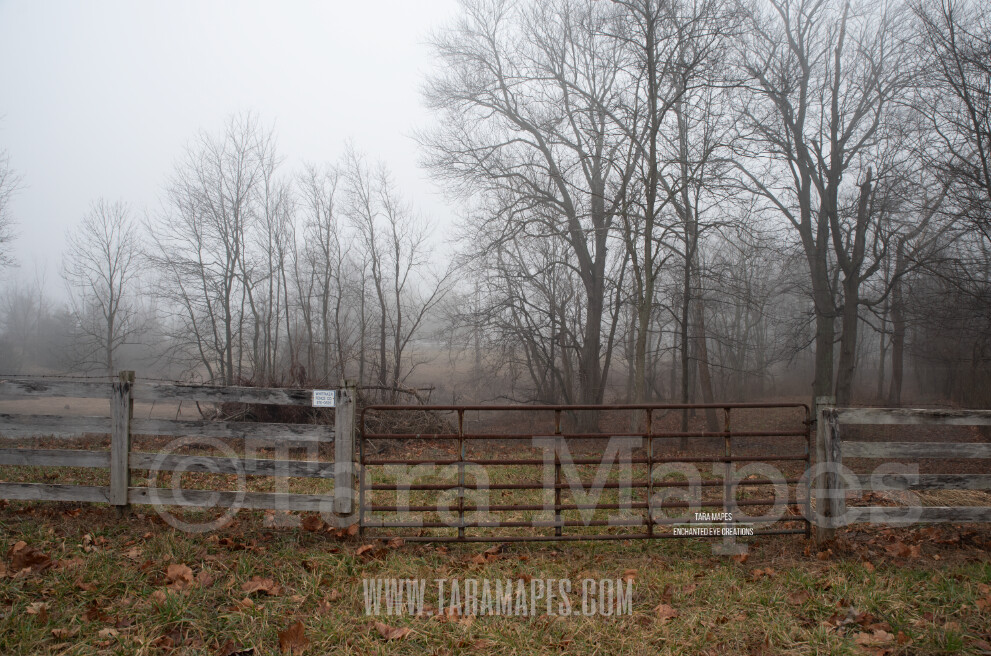 Foggy Woods 1 $1 Digital Background Backdrop