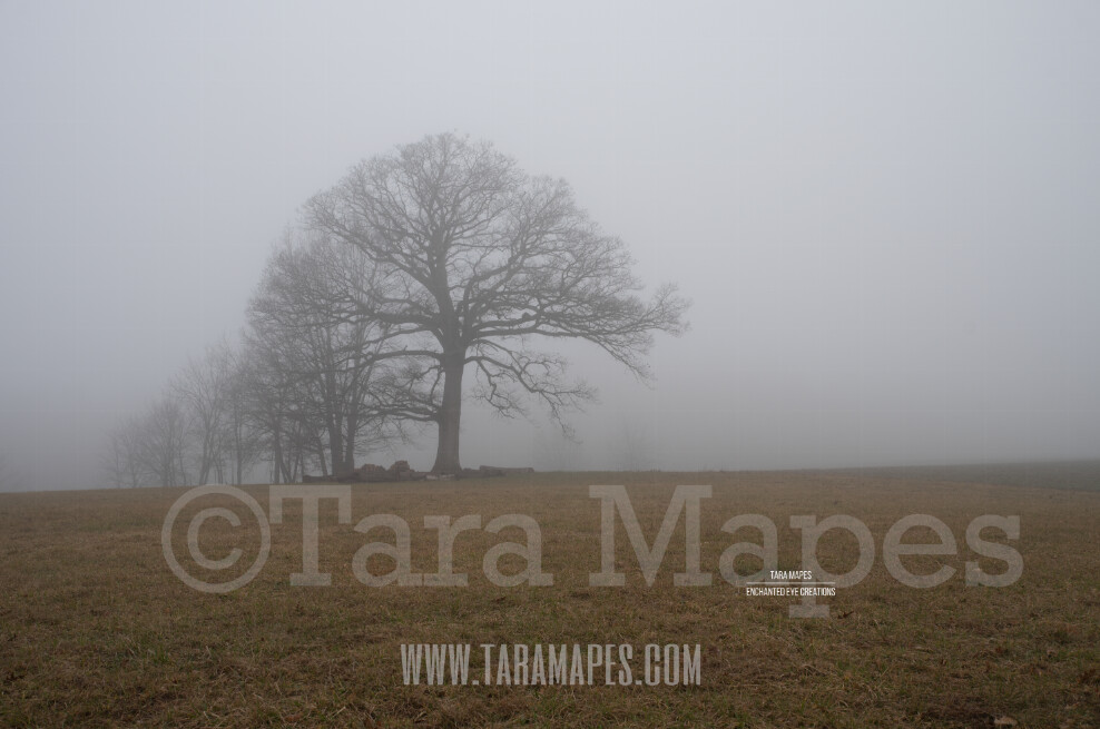 Foggy Trees 4 $1 Digital Background Backdrop