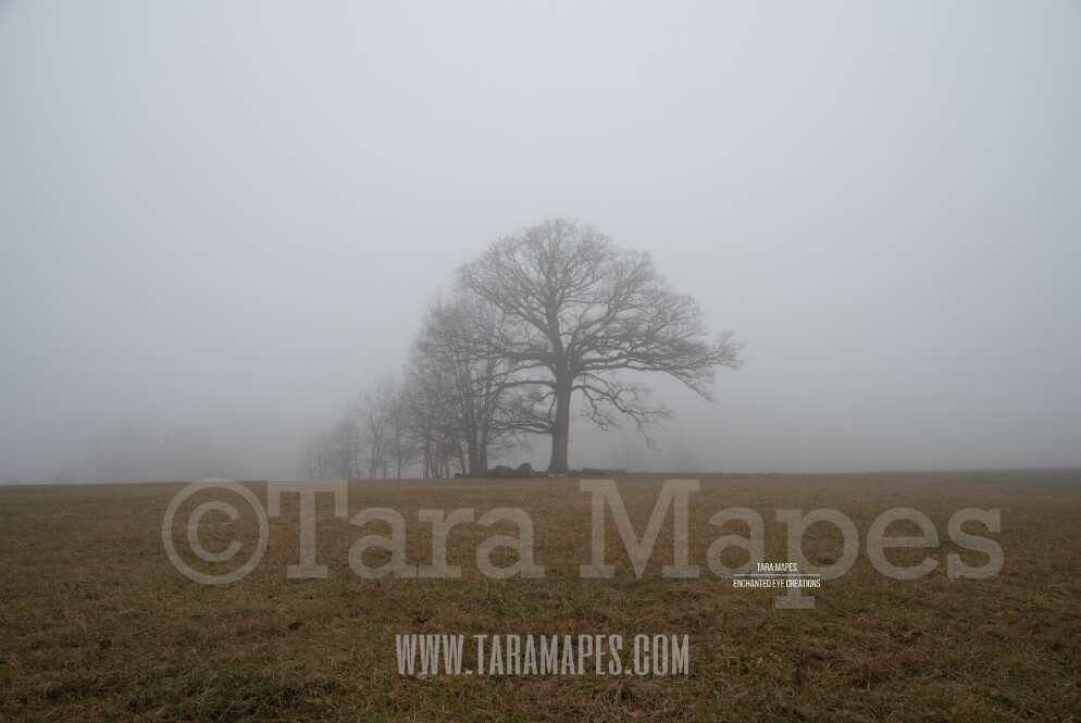 Foggy Trees 5 $1 Digital Background Backdrop