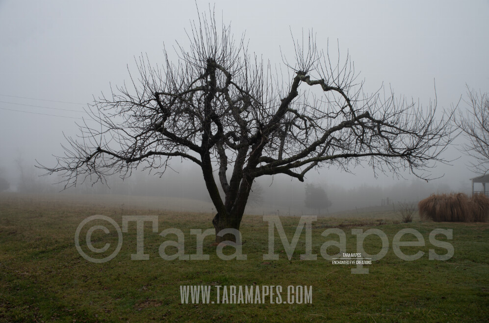 Foggy Trees 3 $1 Digital Background Backdrop