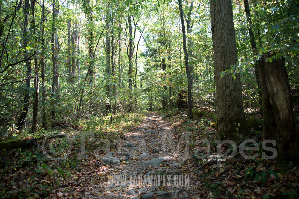 Forest Path 3 $1 Digital Background Backdrop