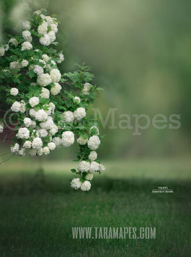 Magnolia Bush - Spring Background - Creamy Background Flowering Bush - Digital Background / Backdrop