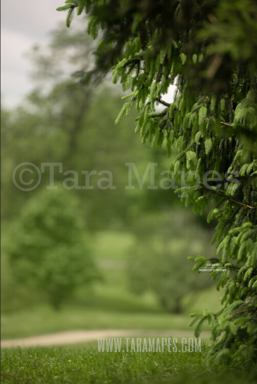Pine Portrait Background- Spring Background - Creamy Forest Digital Background by Tara Mapes