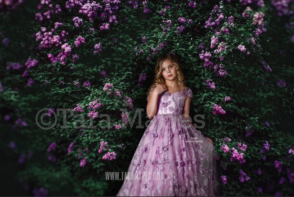 Lilac Bush - Purple Flowering Bush - Lilac Digital Background / Backdrop