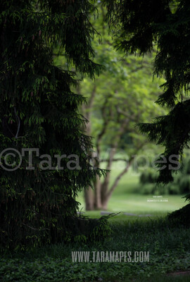 Pines- Pine Tree in Forest Setting - Nature Digital Background / Backdrop