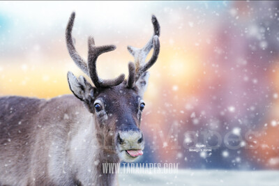 Funny Reindeer - Reindeer making funny face - reindeer sticking out tongue - Funny  - Christmas Holiday Digital JPG Background Backdrop