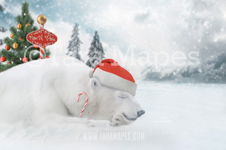 Christmas Polar Bear Digital Background - Polar Bear Nap In North Pole- Holiday Christmas Digital Background Backdrop