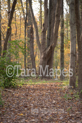 Forest Path in Autumn - Fall Path - Digital Background