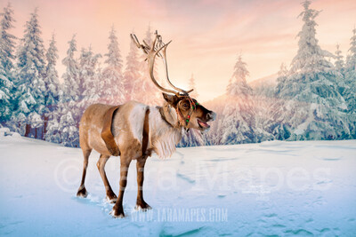 Smiling Reindeer in Snow  by Pine Trees - Snowy Scene with Reindeer - Christmas Holiday Digital Background Backdrop