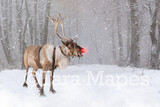 Smiling Reindeer in Snow by Pine Trees -Free SNow overlay - Snowy Scene with Reindeer - Christmas Holiday Digital Background Backdrop