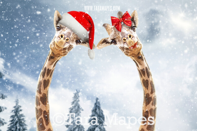 Christmas Giraffes in Snow by Pine Trees -Free Snow overlay - Snowy Scene with Giraffes - Christmas Holiday Digital Background Backdrop