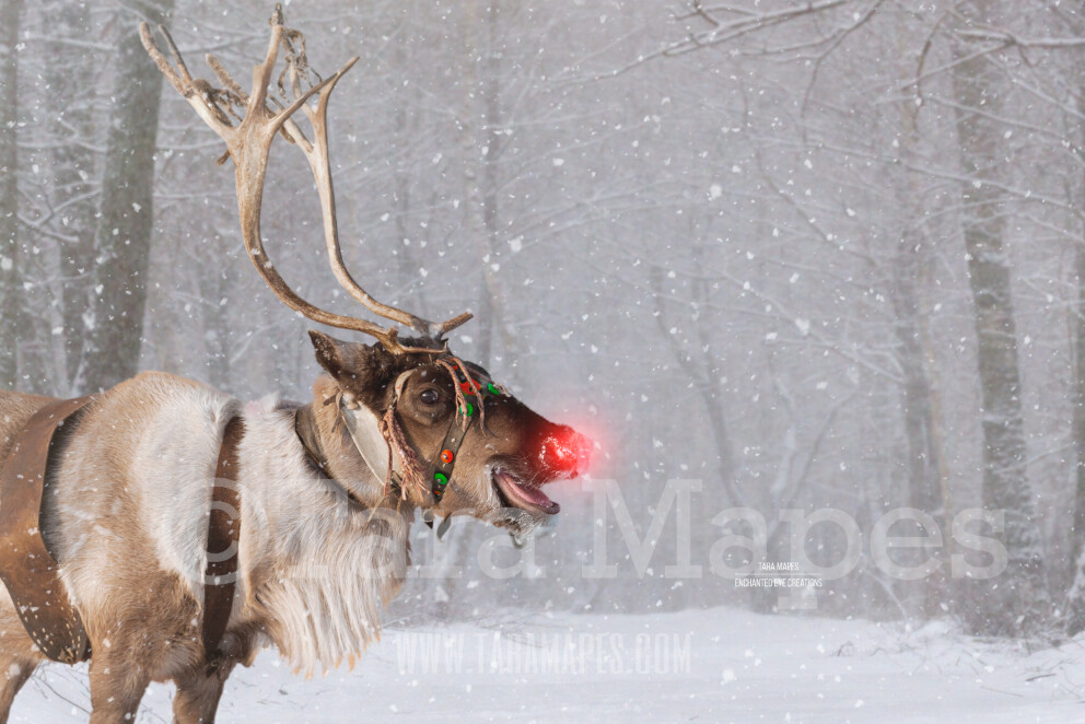 Reindeer Zoom Background