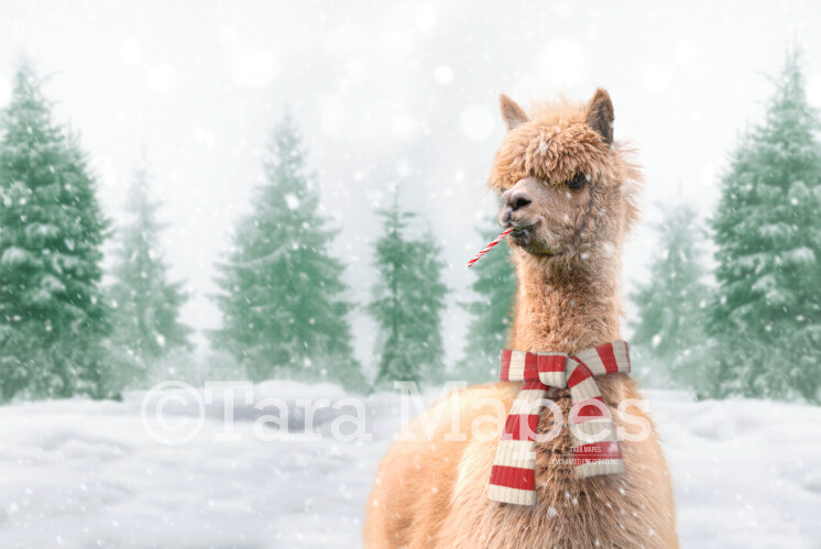 Funny Alpaca Llama in Snow by Pine Trees -Free Snow overlay - Snowy Scene with Animal- Christmas Holiday Digital Background Backdrop