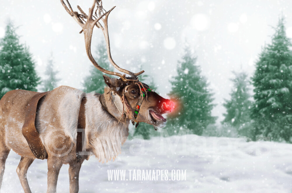 Smiling Reindeer in Snow by Pine Trees -Free SNow overlay - Snowy Scene with Reindeer - Christmas Holiday Digital Background Backdrop