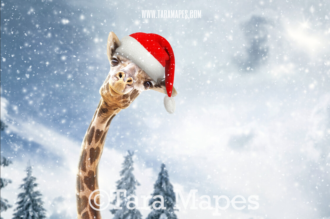 Christmas Giraffe in Snow by Pine Trees -Free Snow overlay - Snowy Scene with Giraffe - Christmas Holiday Digital Background Backdrop