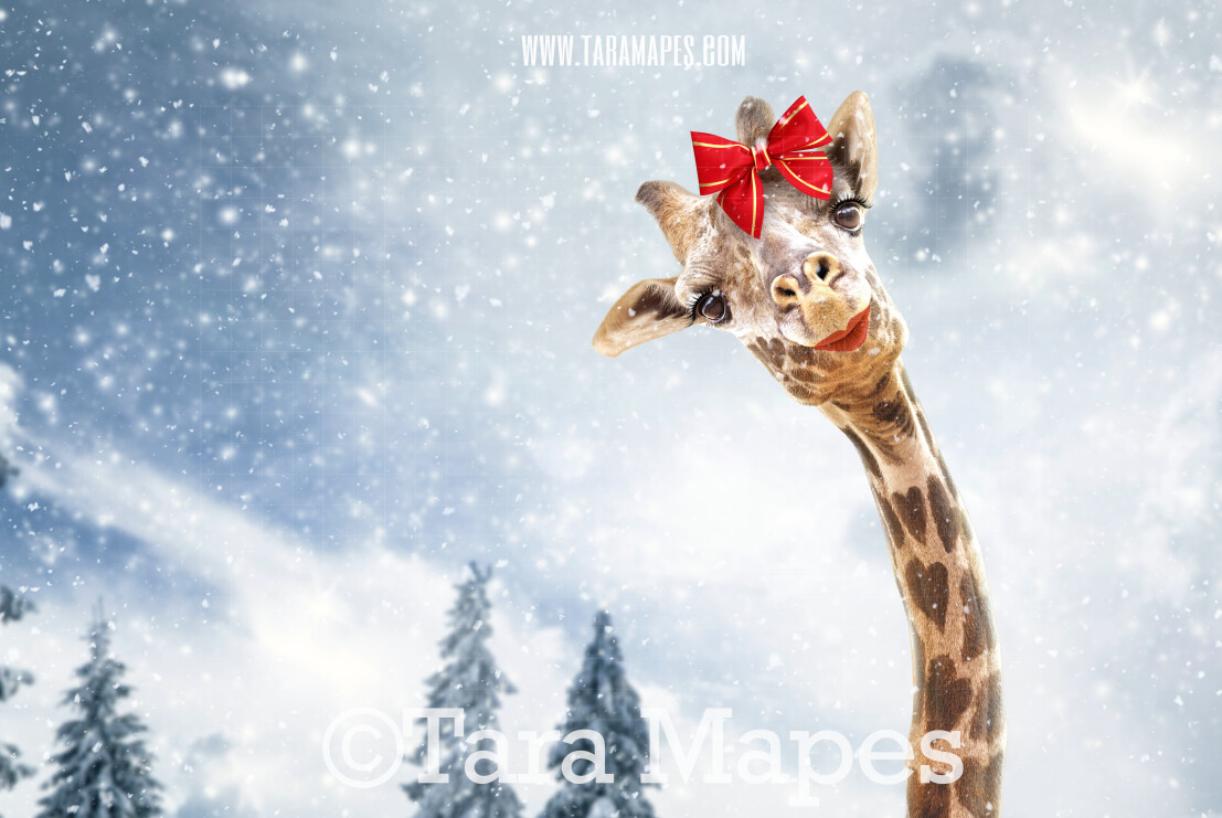 Christmas Giraffe in Snow by Pine Trees -Free Snow overlay - Snowy Scene with Giraffes - Christmas Holiday Digital Background Backdrop