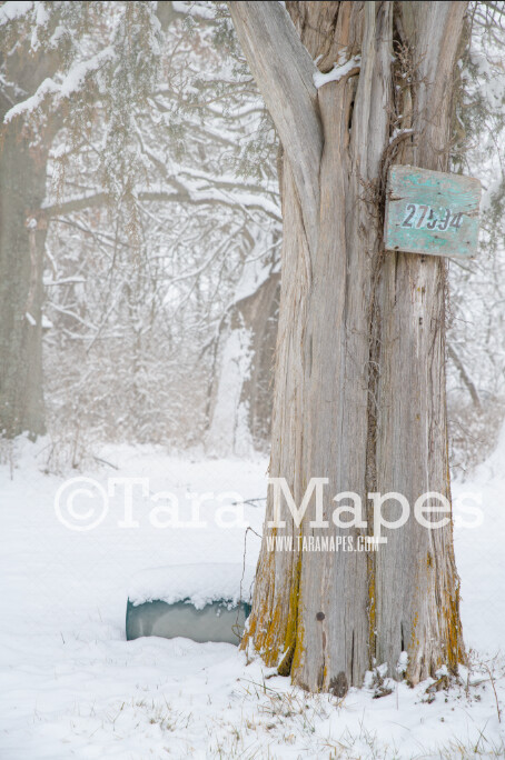 Frozen Tree  - Winter Scene- Snowy Scene Digital Background plus FREE SNOW OVERLAY