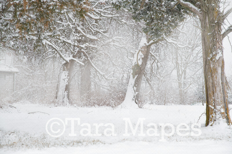 Frozen Trees 1 - Winter Scene- Snowy Scene Digital Background plus FREE SNOW OVERLAY