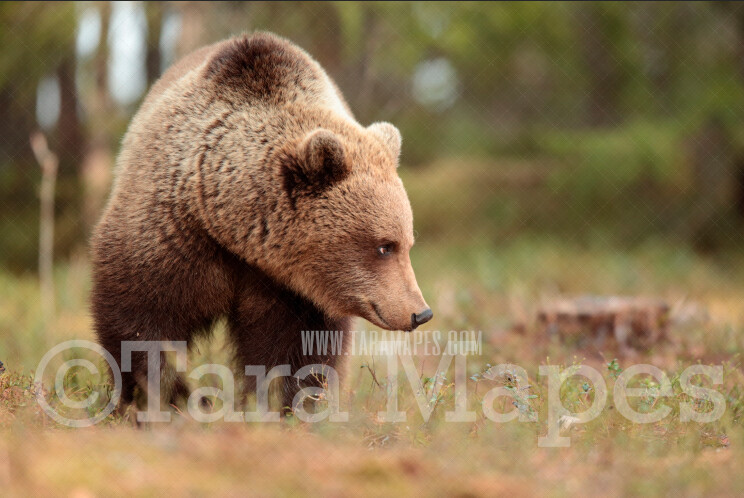 Bear in Forest in the Spring - Natural Digital Background Backdrop