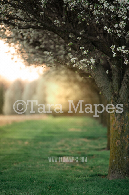 Cherry Blossom Tree - Flowering Tree with Glowing Sun - Creamy Bokeh Digital Background by Tara Mapes