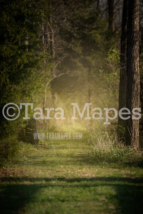 Glowing Forest Path - Spring Path in Woods with Glowing Sun - Sunset on Forest Path - Digital Background by Tara Mapes