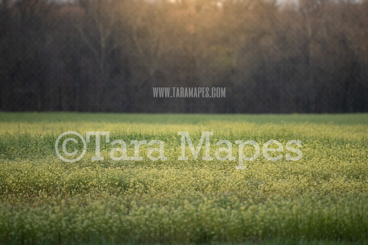 Field of Flowers with Glowing Sun - Creamy Bokeh Spring Digital Background by Tara Mapes