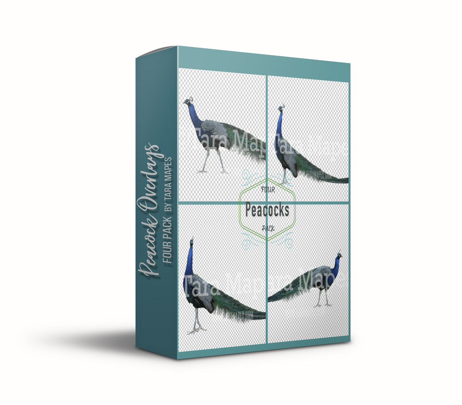 Peacock Overlays - Peacock PNGS - Four Pack of Peacocks on Transparent Background - Peacock Clipart PNG files with Transparent Background