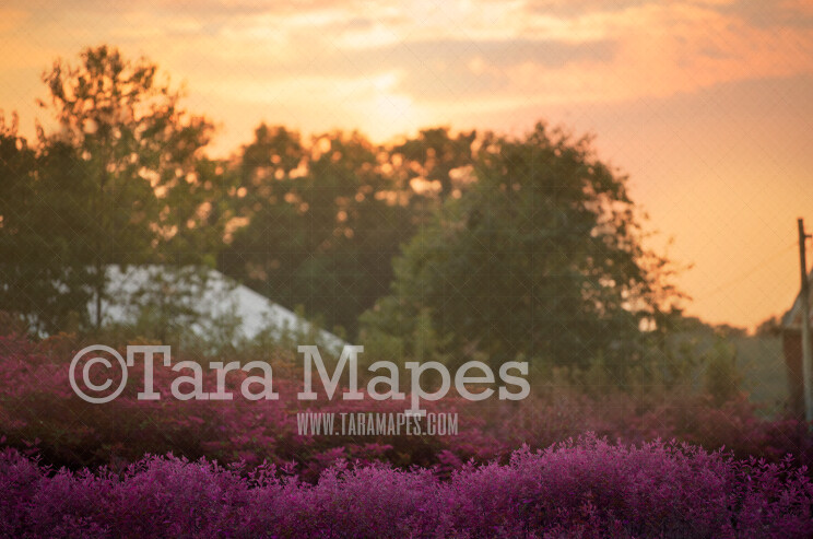 Field of Purple Flowers - Purple Flower Field - Country Field Digital Background-  Nature Digital Backdrop