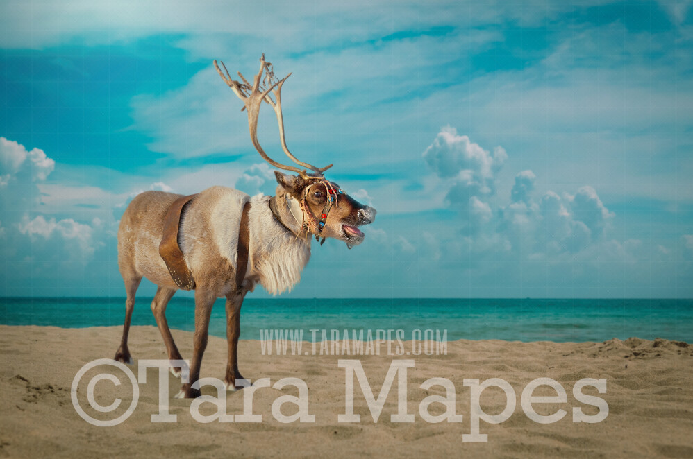 Beach Reindeer on Beach - Warm Christmas - Beach Christmas Holiday Digital Background Backdrop