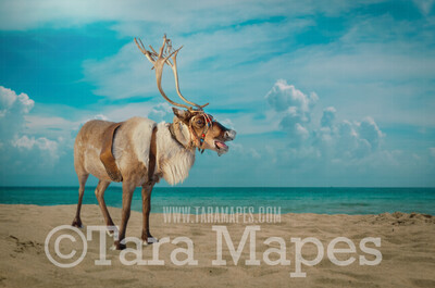 Beach Reindeer on Beach - Warm Christmas - Beach Christmas Holiday Digital Background Backdrop