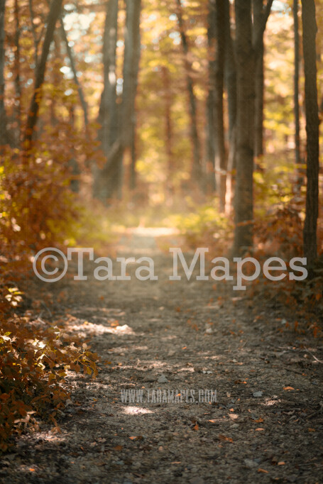 Autumn Scene- Forest Path in Woods - Country Digital Background / Backdrop