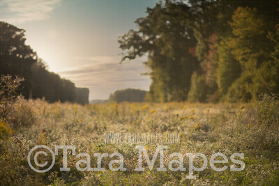 Field of White Flowers -  Flowering Field - Field of Flowers Digital Background / Backdrop