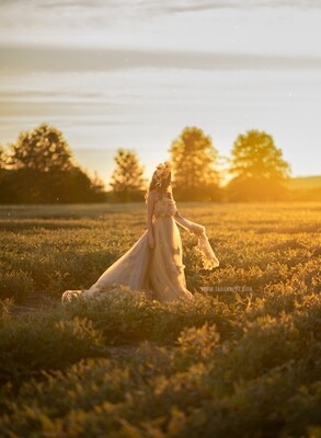 Field of Yellow Flowers at Sunset - Flowering Field - Field of Flowers Digital Background / Backdrop