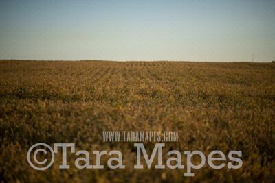 Field of Yellow Flowers - Soy Field - Flowering Field - Field of Flowers Digital Background / Backdrop