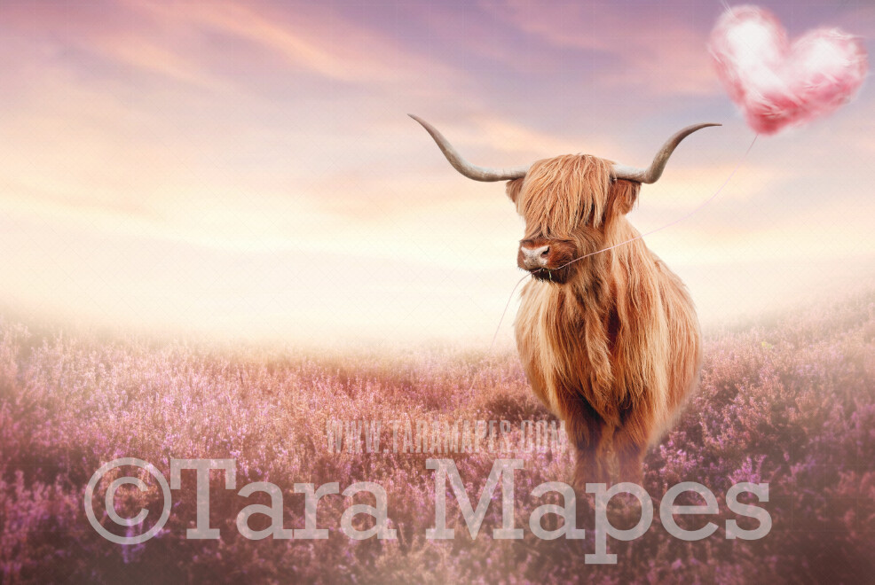 Highland Cow with Heart- Funny Highland Cow - Valentine Highland with Cotton Candy Balloon Valentine Digital Background / Backdrop