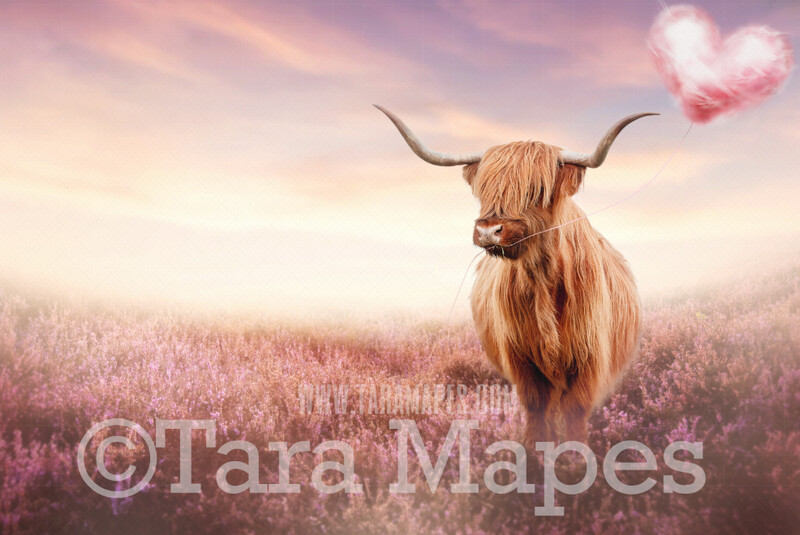 Highland Cow with Heart- Funny Highland Cow - Valentine Highland with Cotton Candy Balloon Valentine  Digital Background / Backdrop