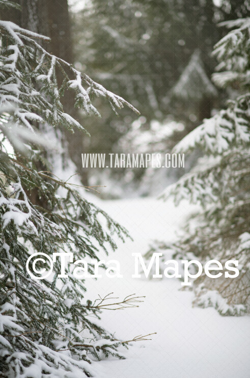 Winter Pines Snowy Path - Pine Trees in Snow - Creamy Light Scene with Pine Trees and Frost Digital Background / Backdrop