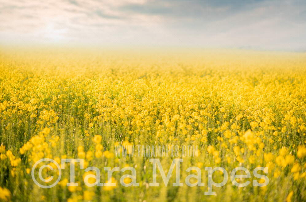 Field of Yellow Flowers Digital Background -  Flowering Field - Field of Yellow Flowers Digital Background / Backdrop