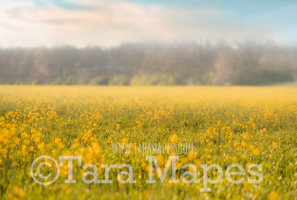 Field of Yellow Flowers Digital Background -  Flowering Field - Field of Flowers Digital Background / Backdrop