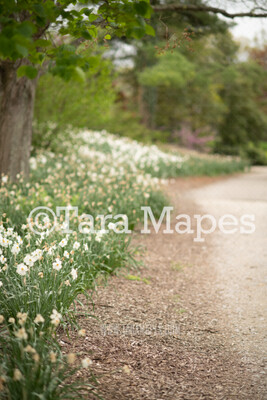 Daffodils on Path in Forest  - Nature Digital Background / Backdrop