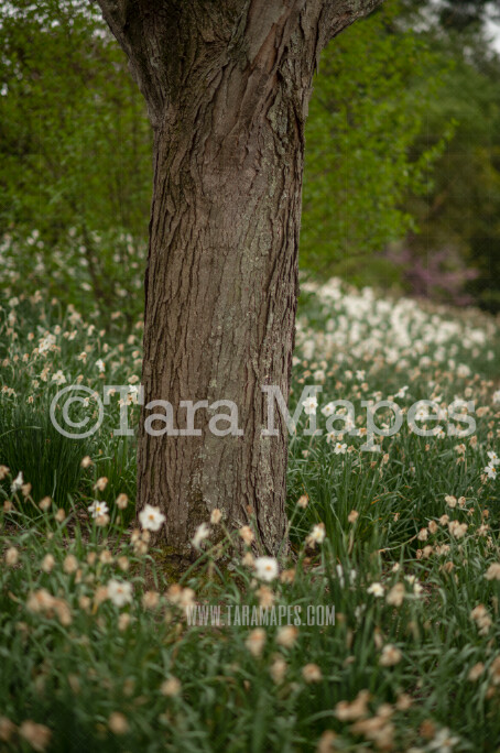 Tree Digital Background - Tree Surrounded by Flowers  - Nature Digital Background / Backdrop