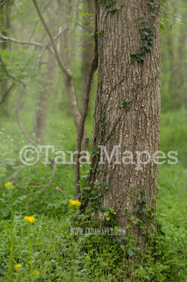 Fairy Tree Digital Background - Fairy Forest - Nature Digital Background / Backdrop