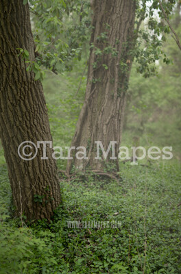 Fairy Tree Digital Background - Fairy Forest - Nature Digital Background / Backdrop