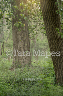 Fairy Tree Digital Background - Fairy Forest - Nature Digital Background / Backdrop