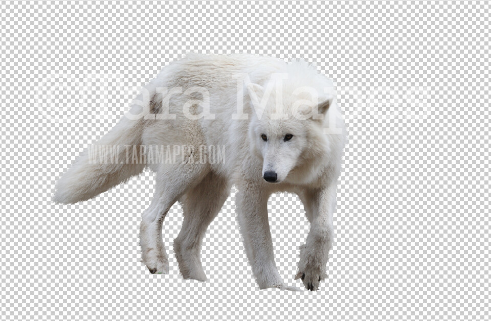 Wolf PNG - Wolf Clip Art -  Wolf PNG - Animal Overlay