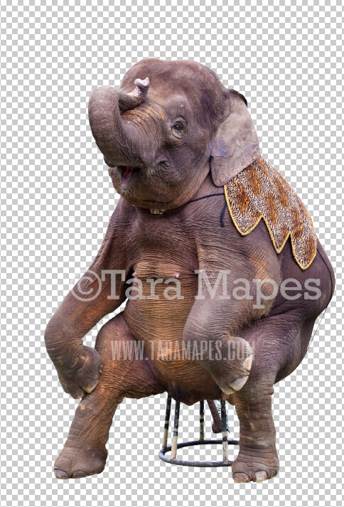 Elephant Overlay PNG - Elephant Clip Art -  Elephant PNG - Animal Overlay