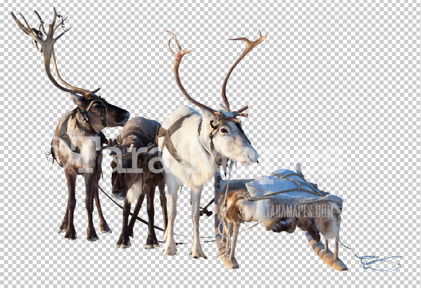 Reindeer Overlay PNG - Reindeer Clip Art -  Christmas Overlay - Deer PNG - Christmas Overlay